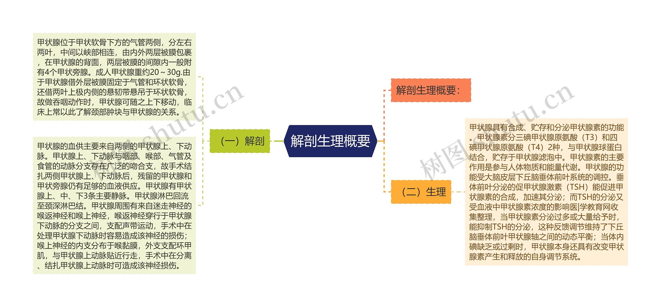 解剖生理概要