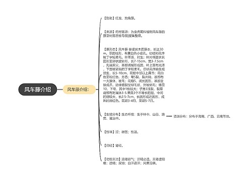 风车藤介绍