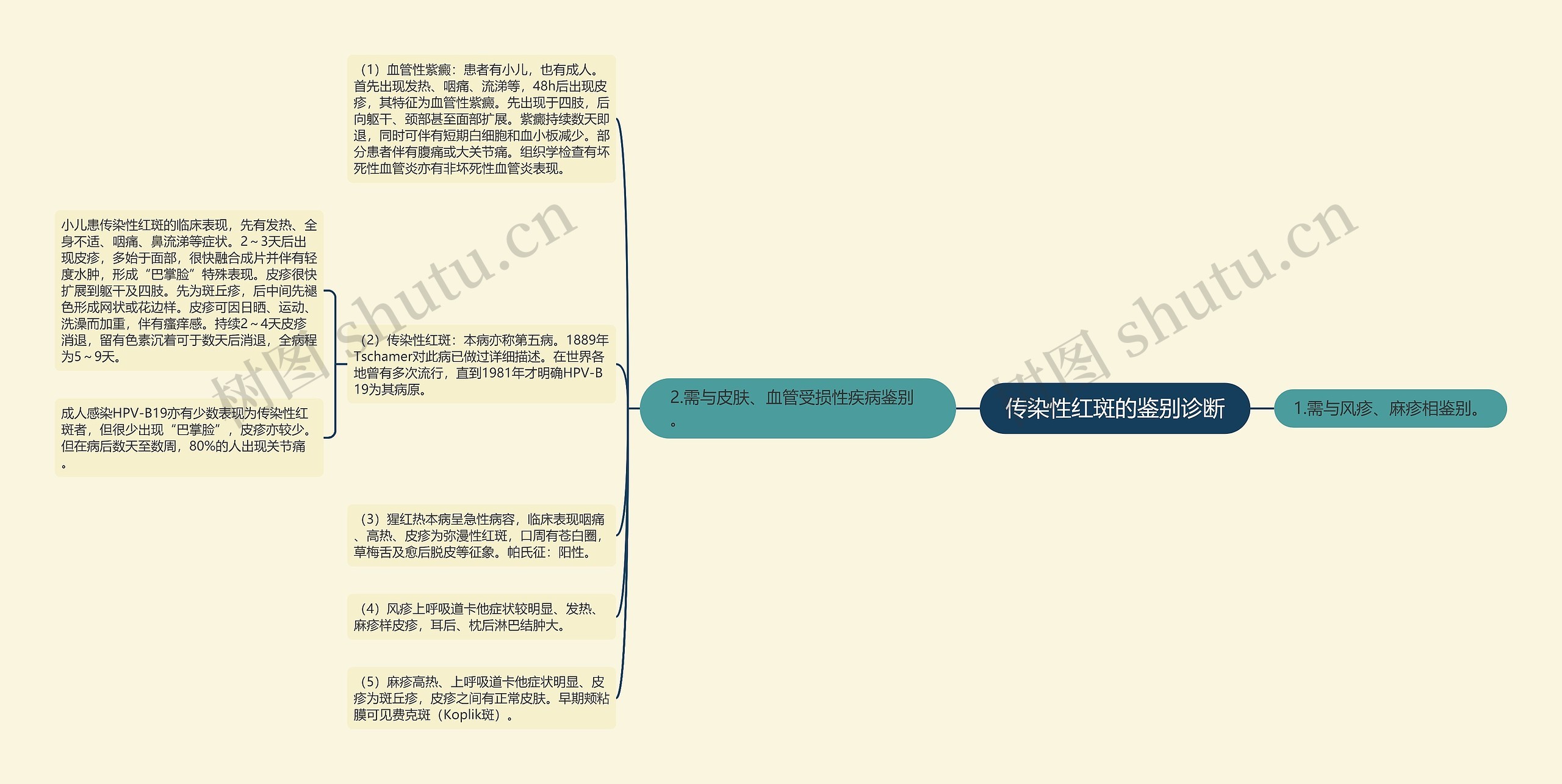 传染性红斑的鉴别诊断