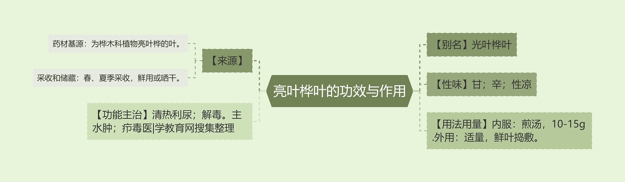 亮叶桦叶的功效与作用 亮叶桦叶的功效与作用