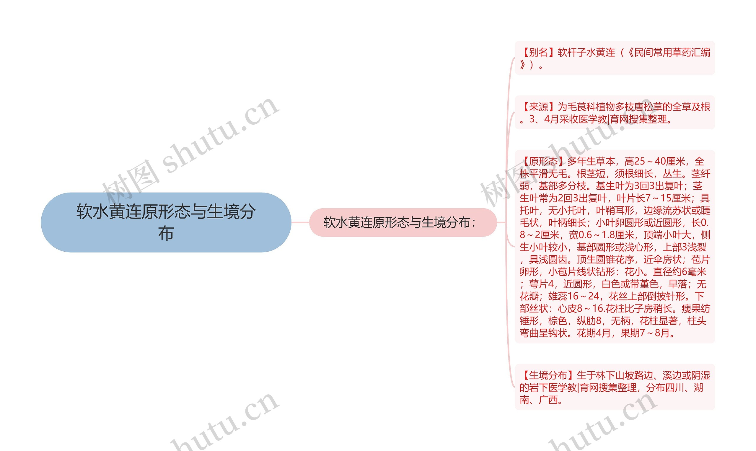 软水黄连原形态与生境分布思维导图