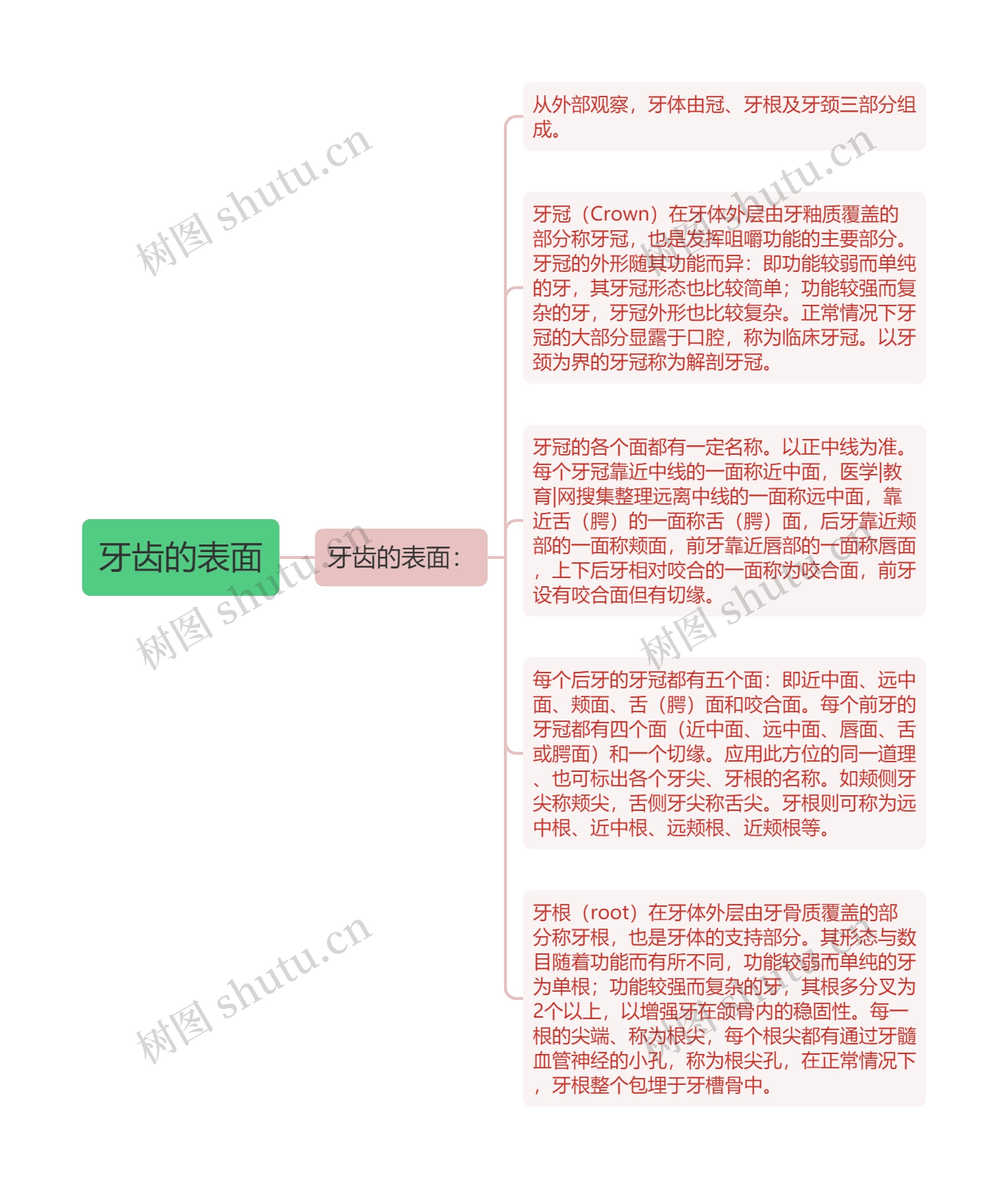 牙齿的表面