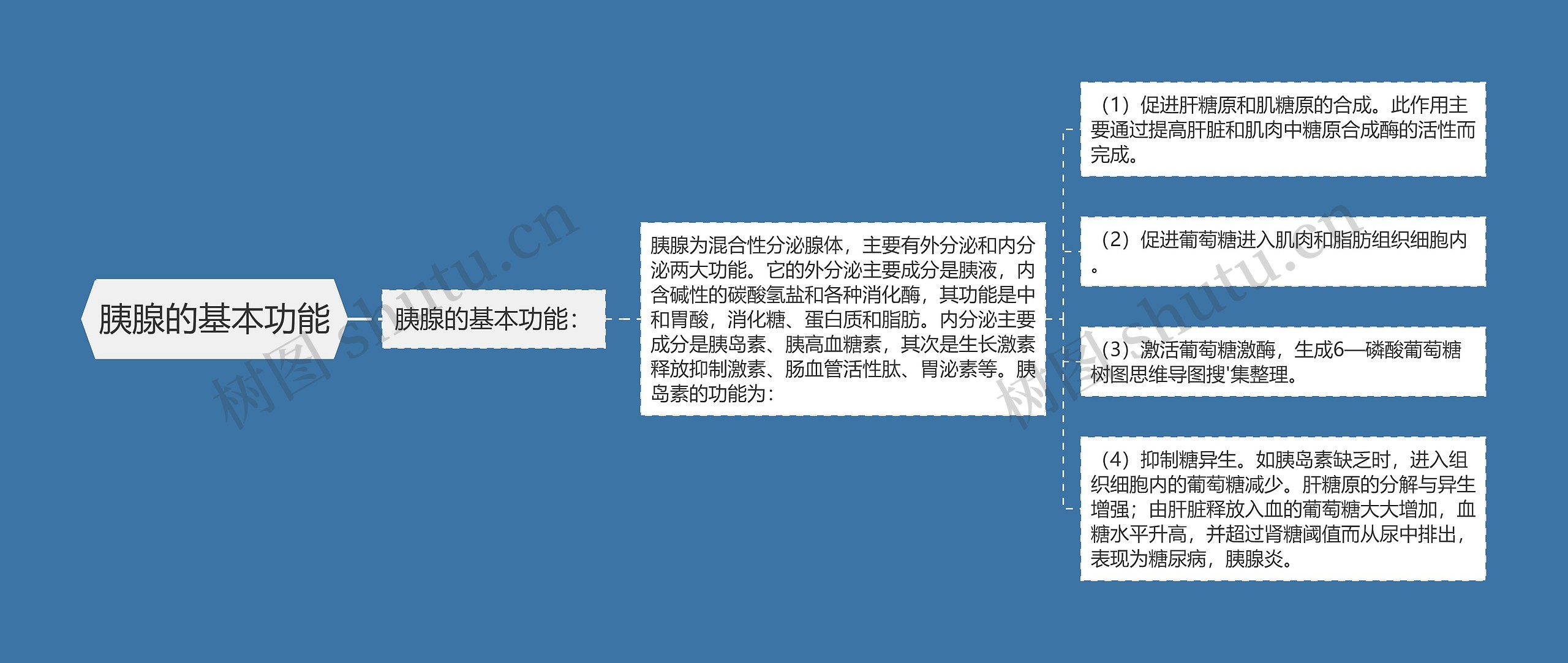 胰腺的基本功能思维导图