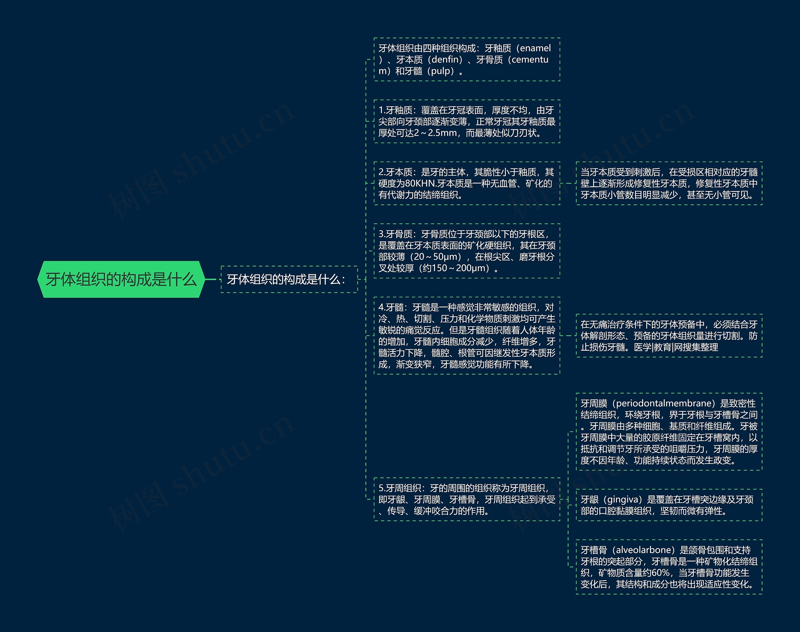 牙体组织的构成是什么思维导图