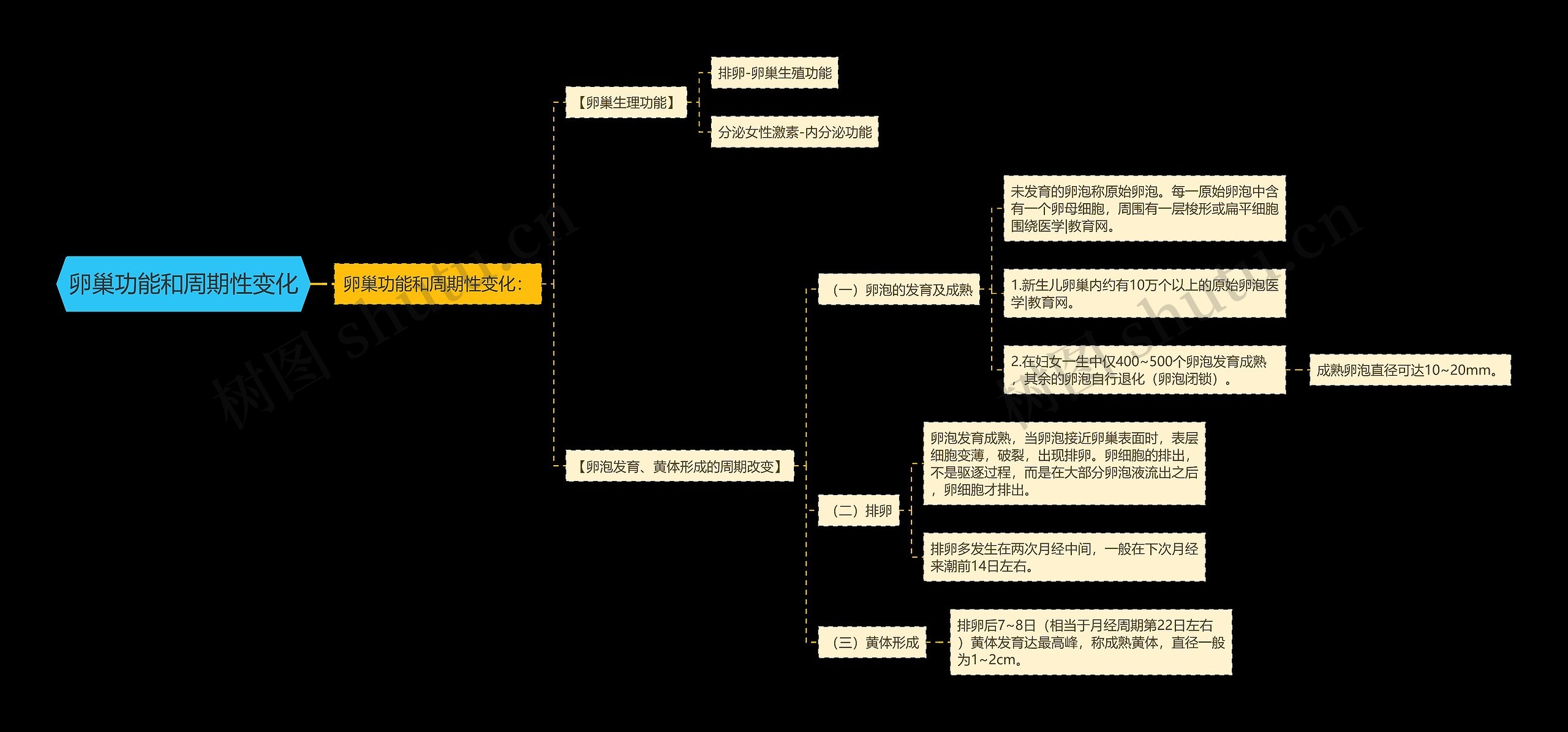 卵巢功能和周期性变化思维导图