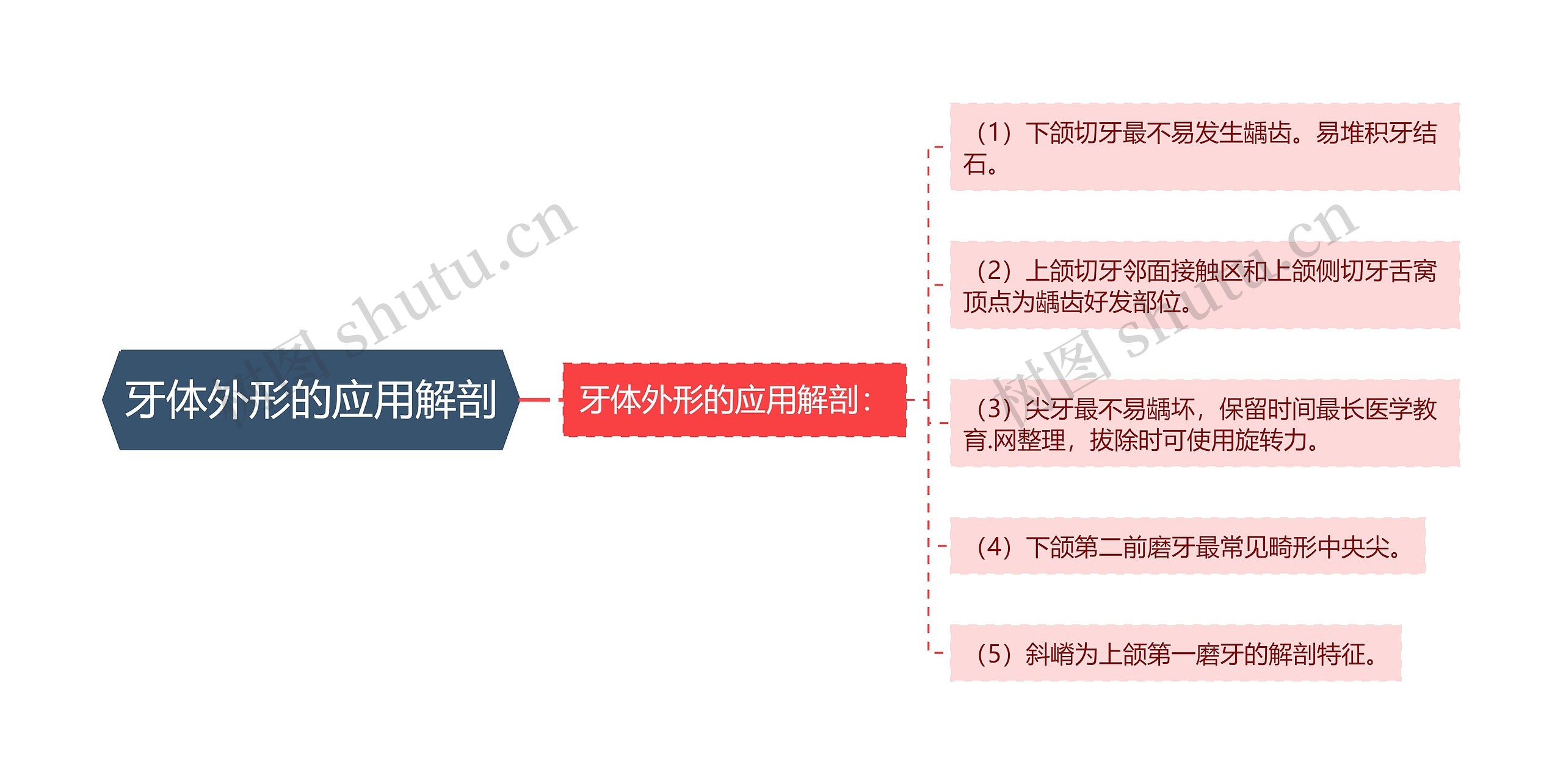 牙体外形的应用解剖思维导图