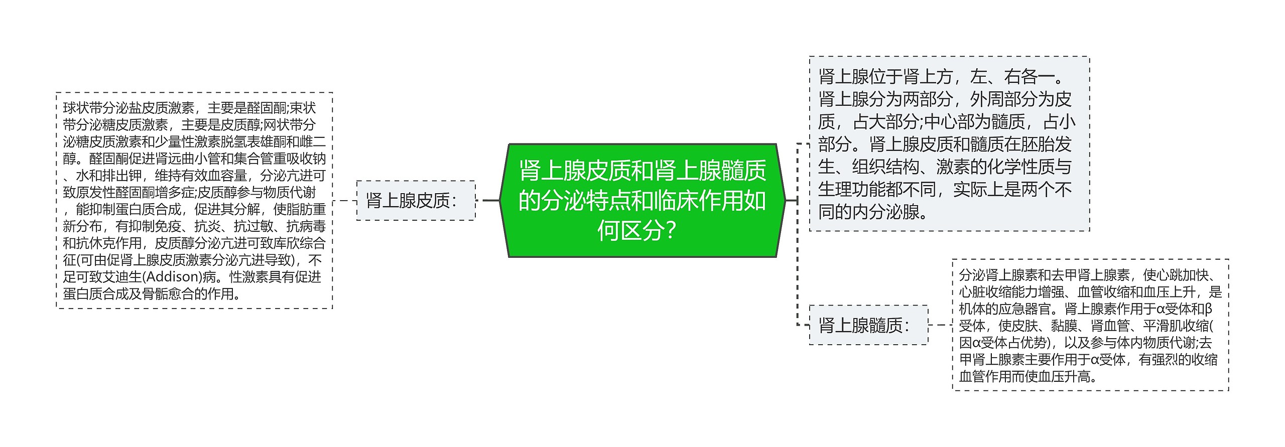 肾上腺皮质和肾上腺髓质的分泌特点和临床作用如何区分？思维导图