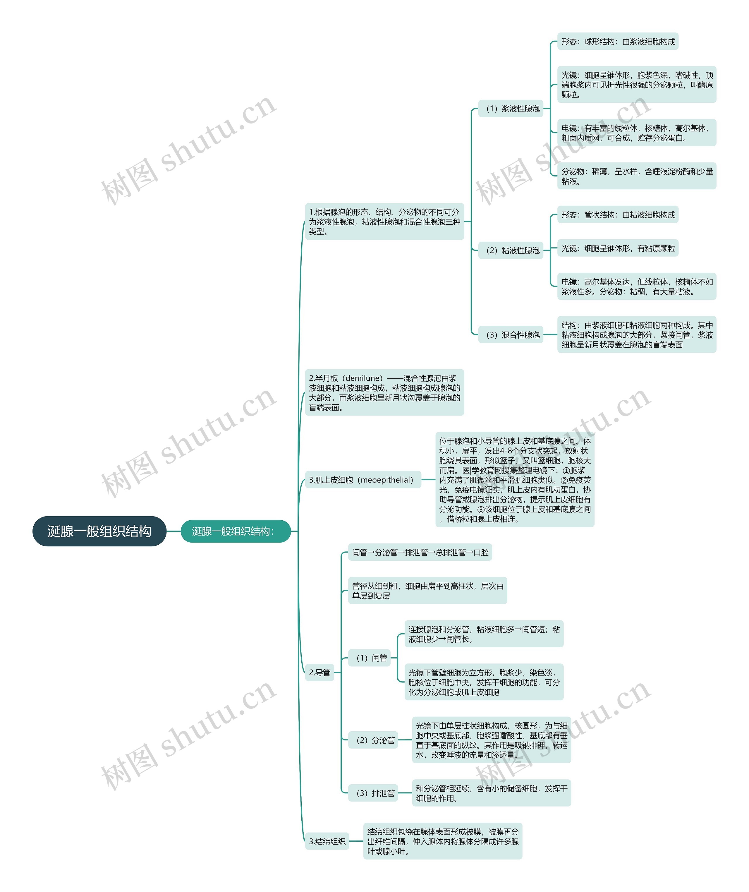 涎腺一般组织结构 涎腺一般组织结构
