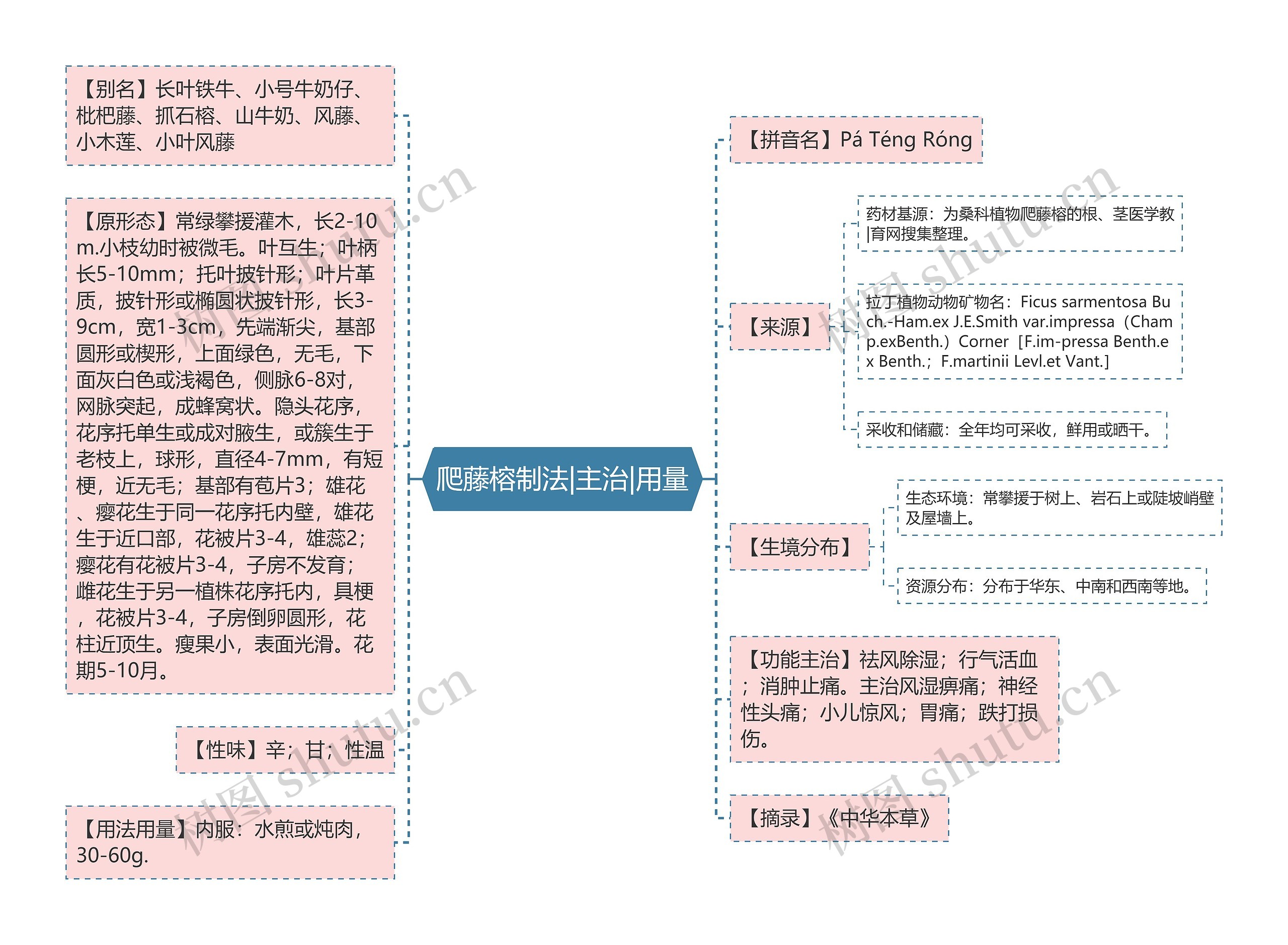 爬藤榕制法|主治|用量