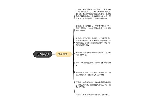 牙齿结构