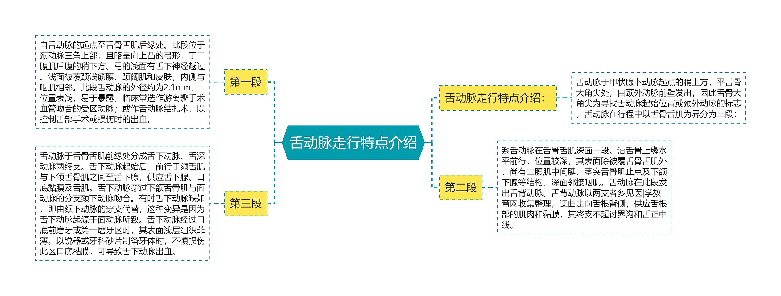 舌动脉走行特点介绍