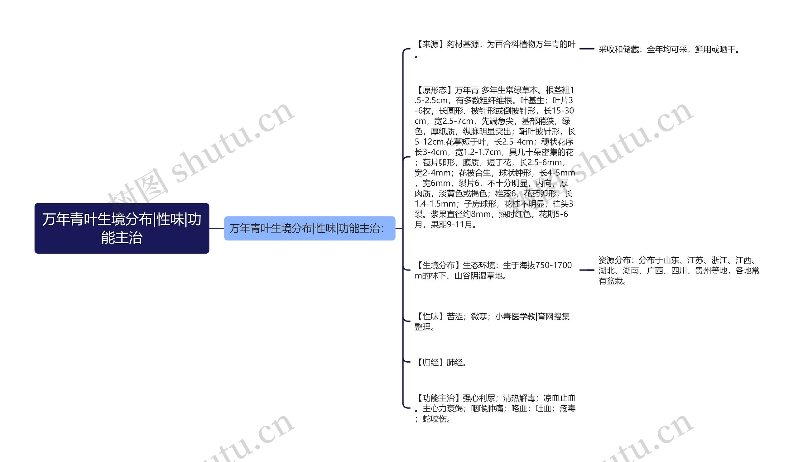 万年青叶生境分布|性味|功能主治思维导图