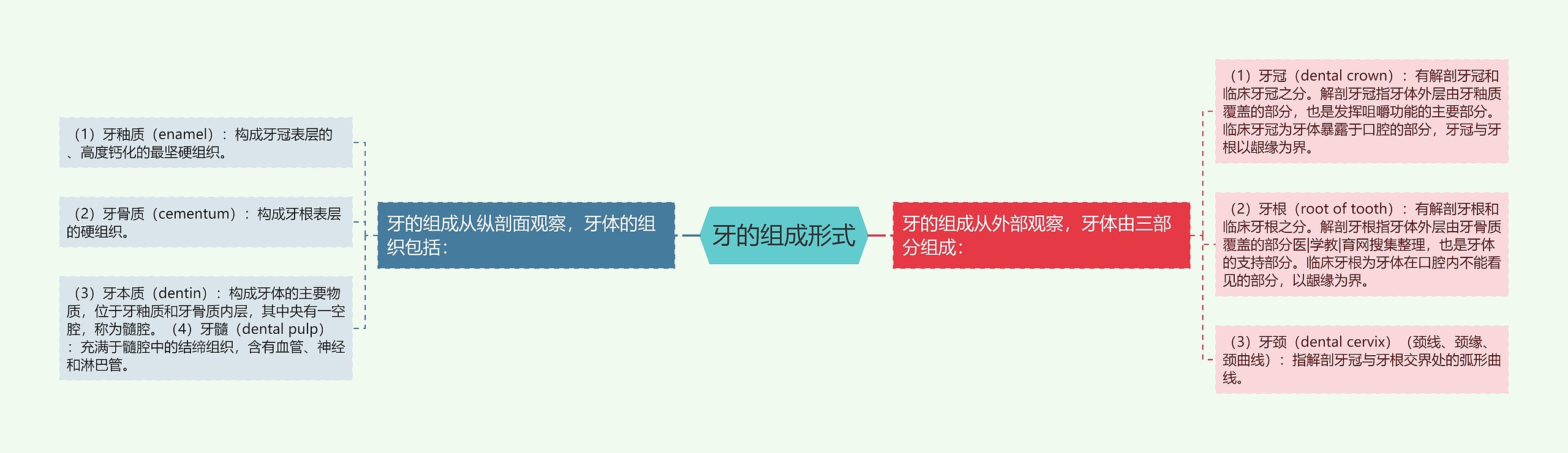 牙的组成形式 牙的组成形式