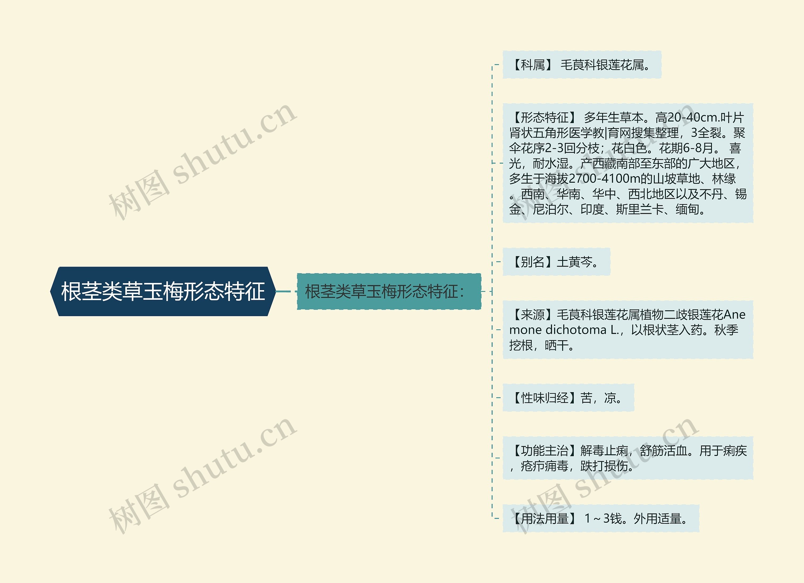 根茎类草玉梅形态特征思维导图