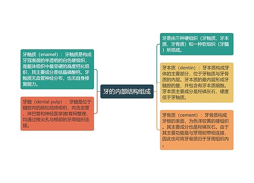 牙的内部结构组成