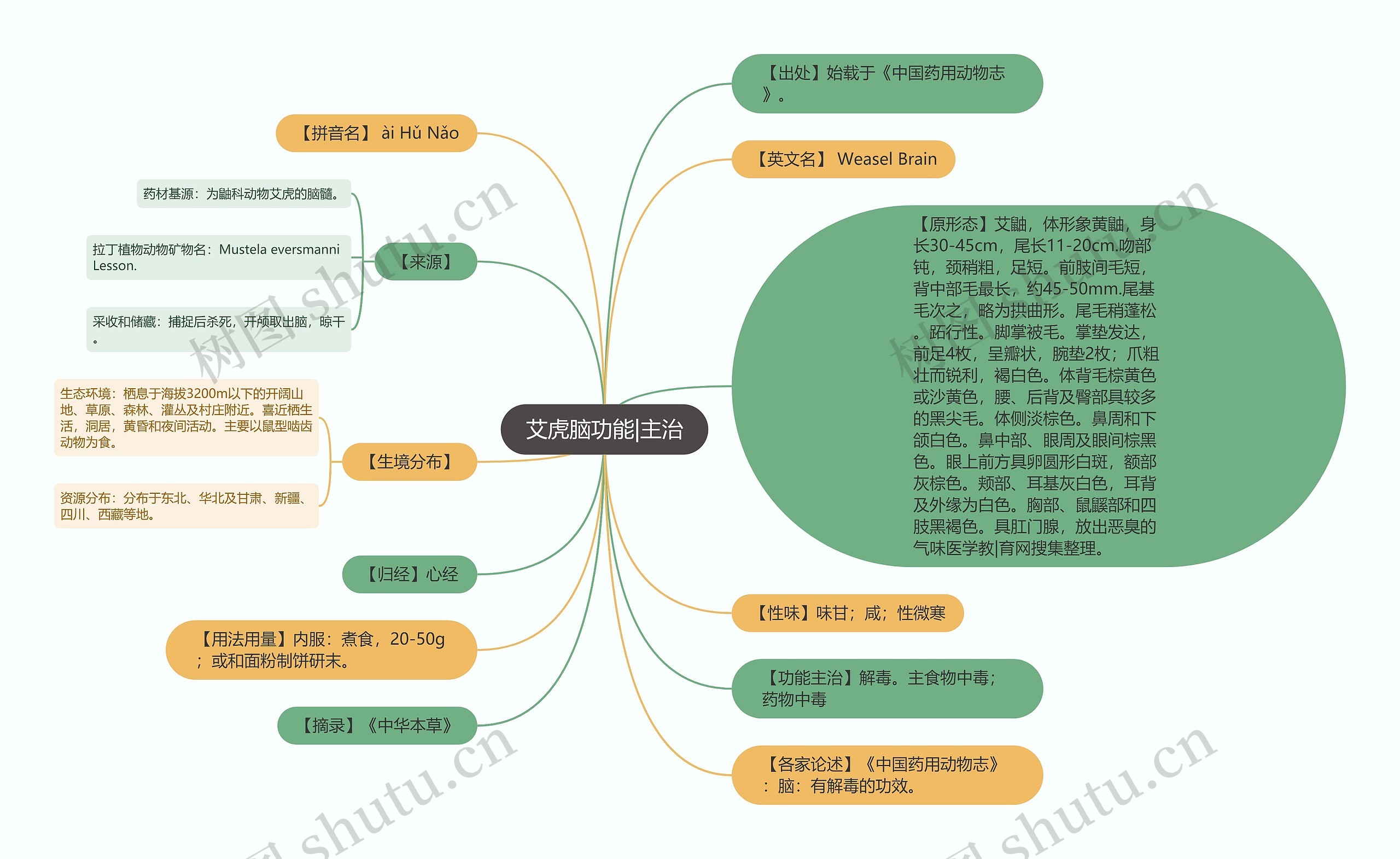 艾虎脑功能|主治思维导图