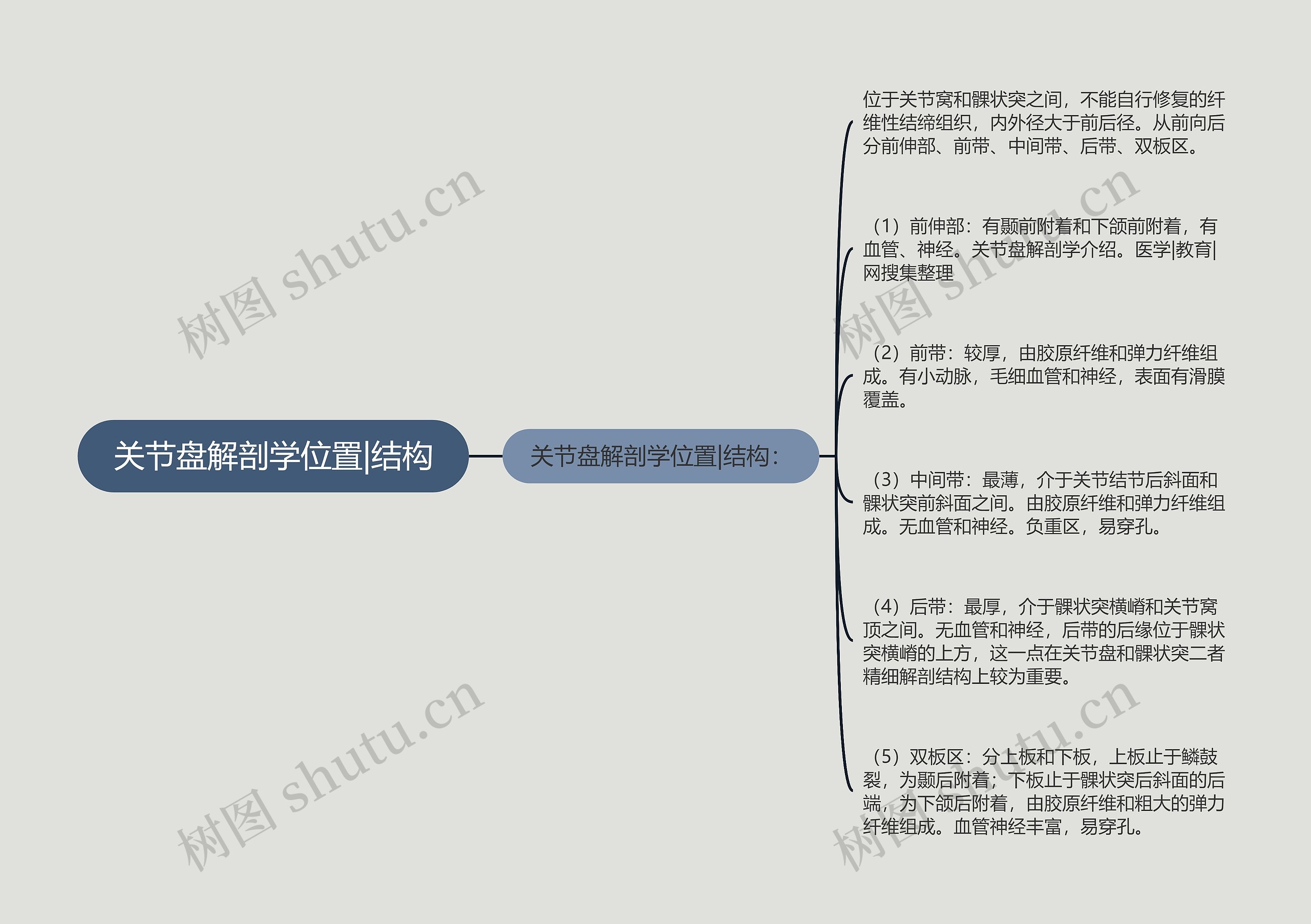 关节盘解剖学位置|结构