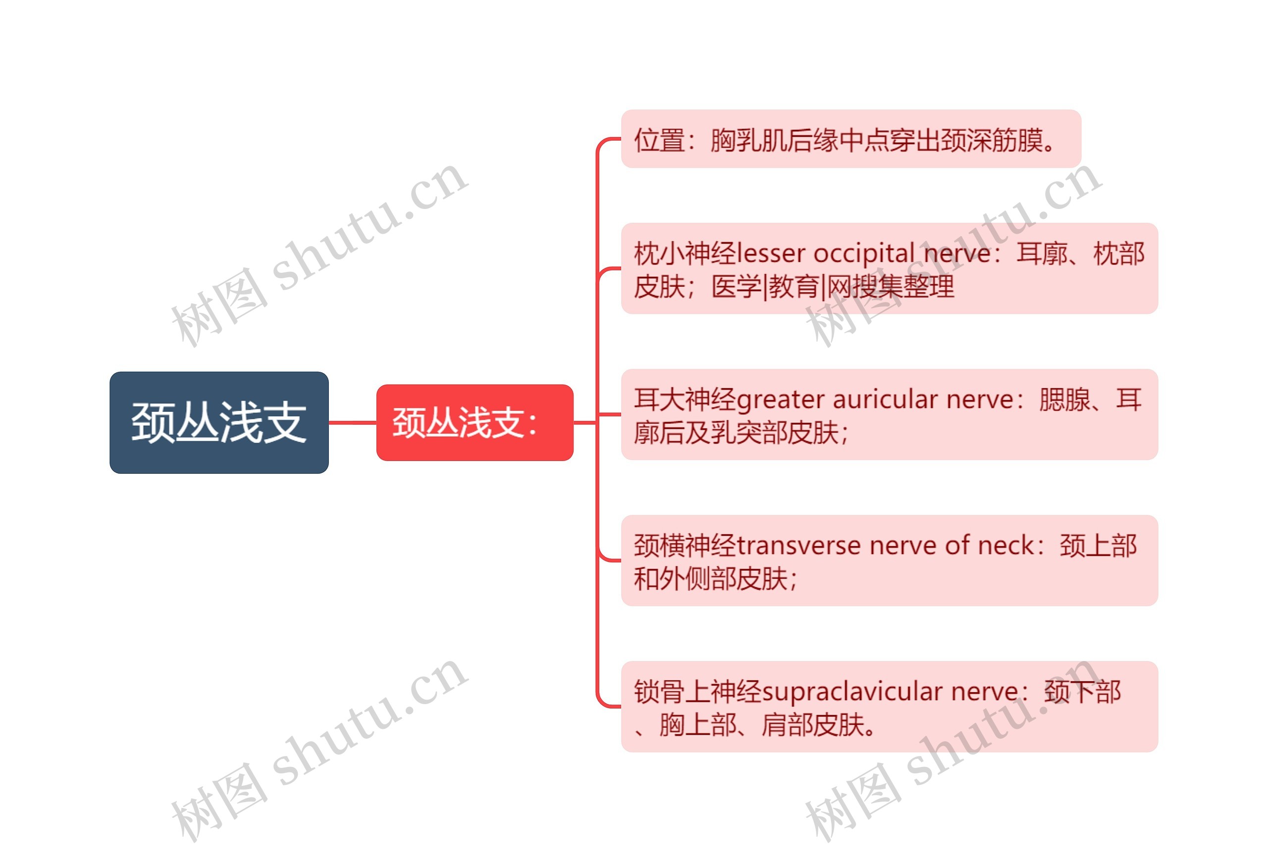 颈丛浅支 颈丛浅支