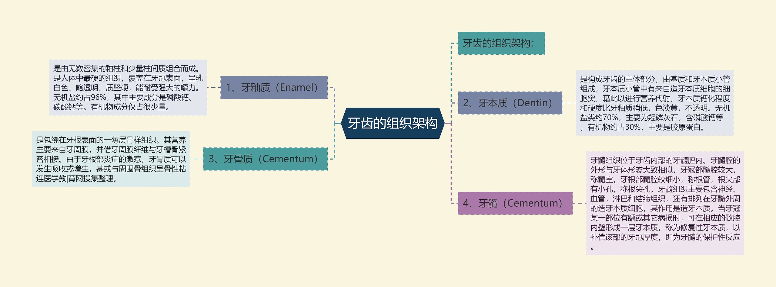 牙齿的组织架构思维导图