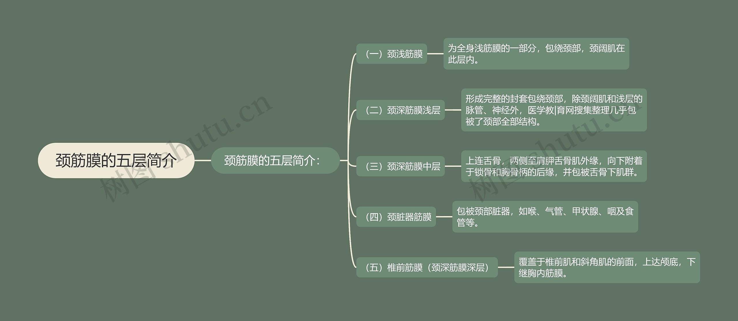 颈筋膜的五层简介