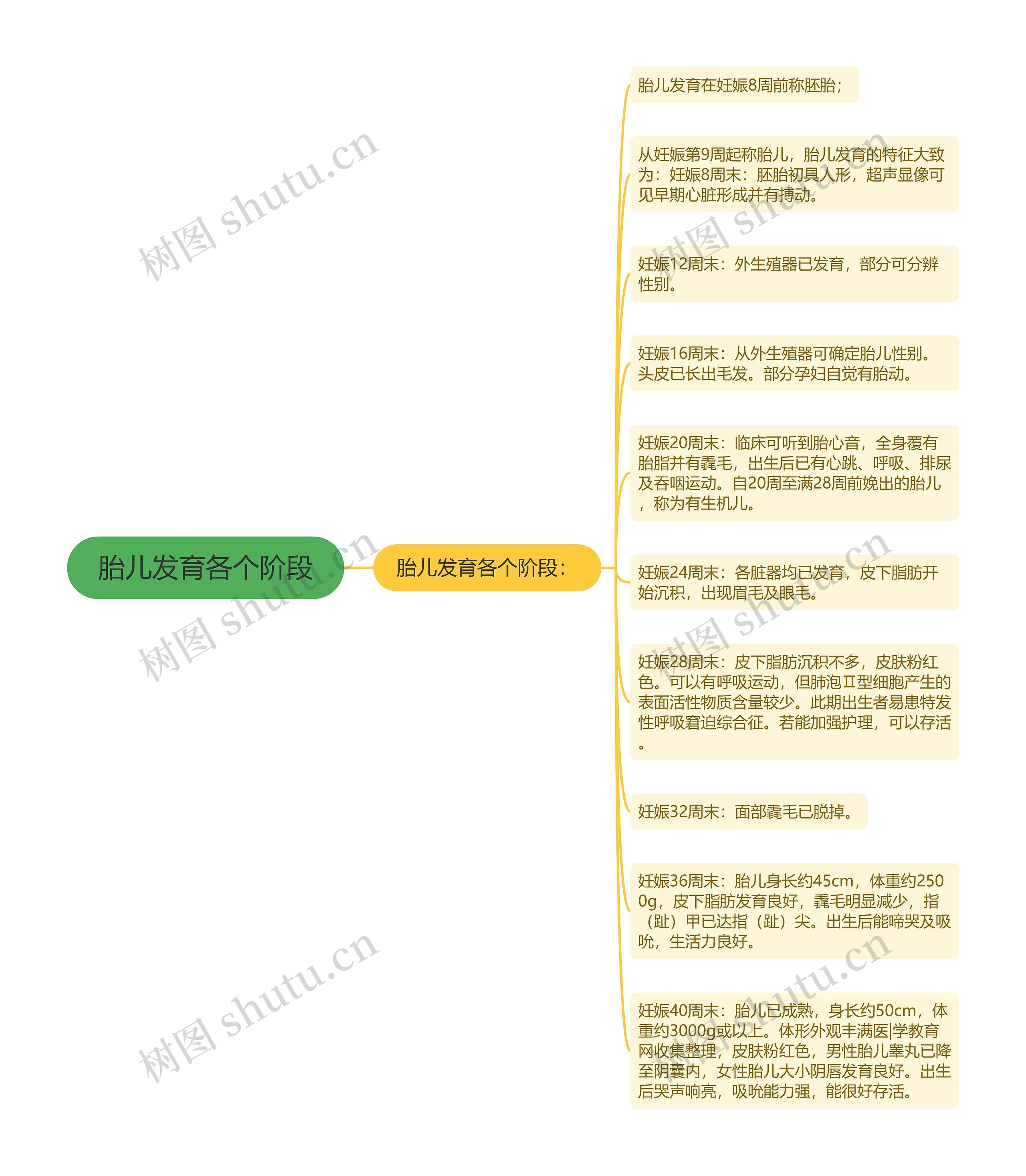 胎儿发育各个阶段思维导图