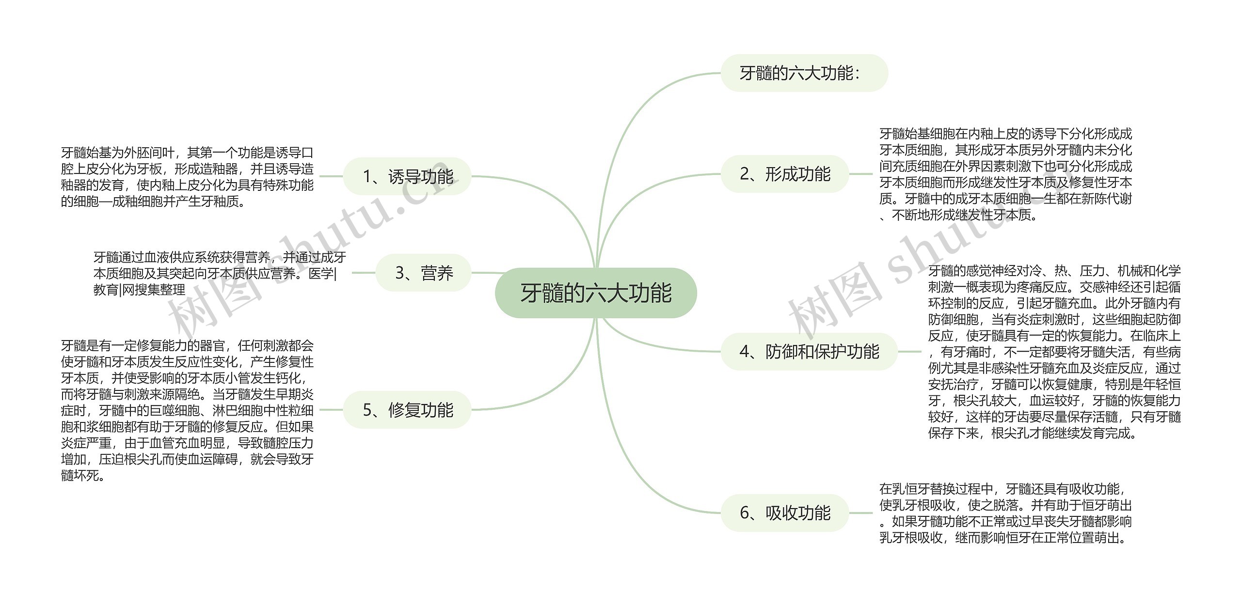 牙髓的六大功能