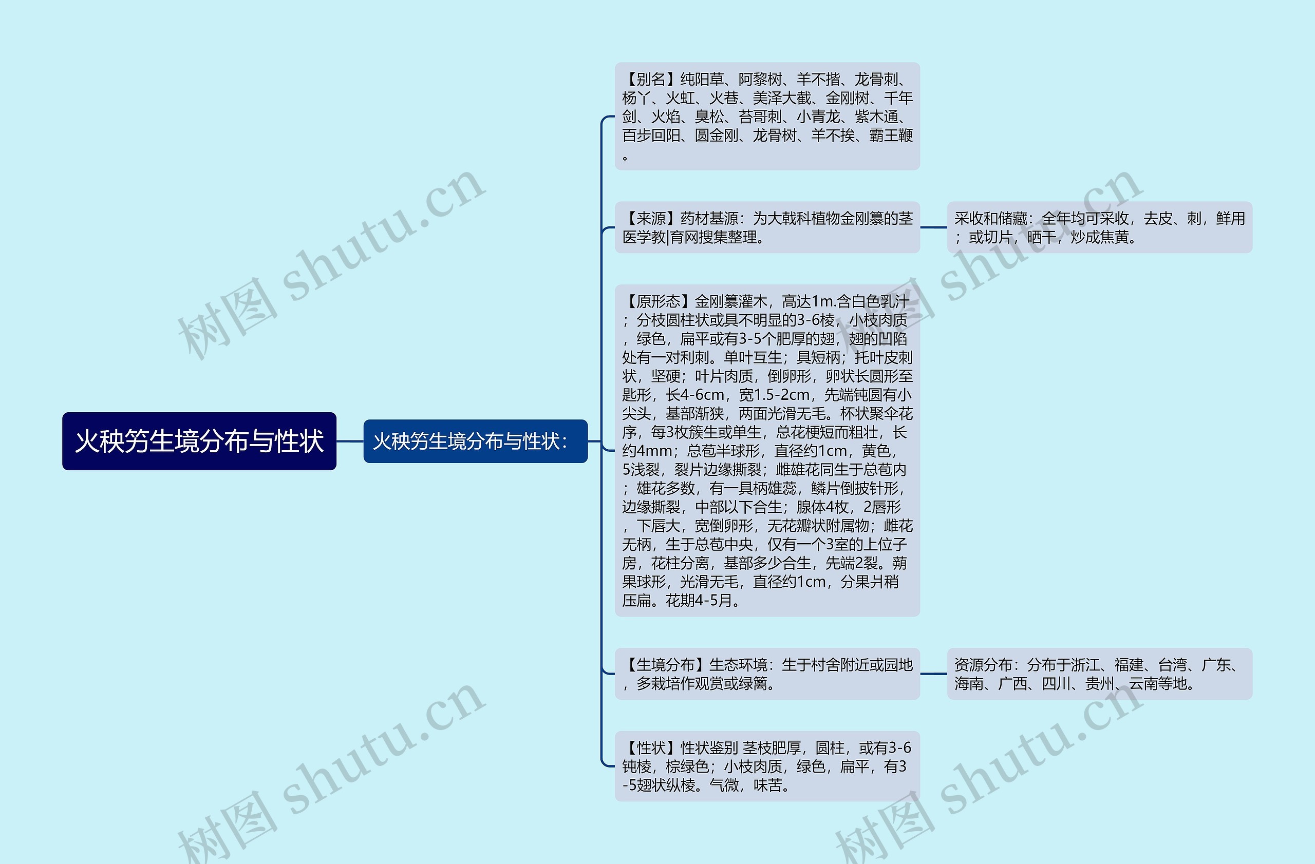 火秧竻生境分布与性状思维导图