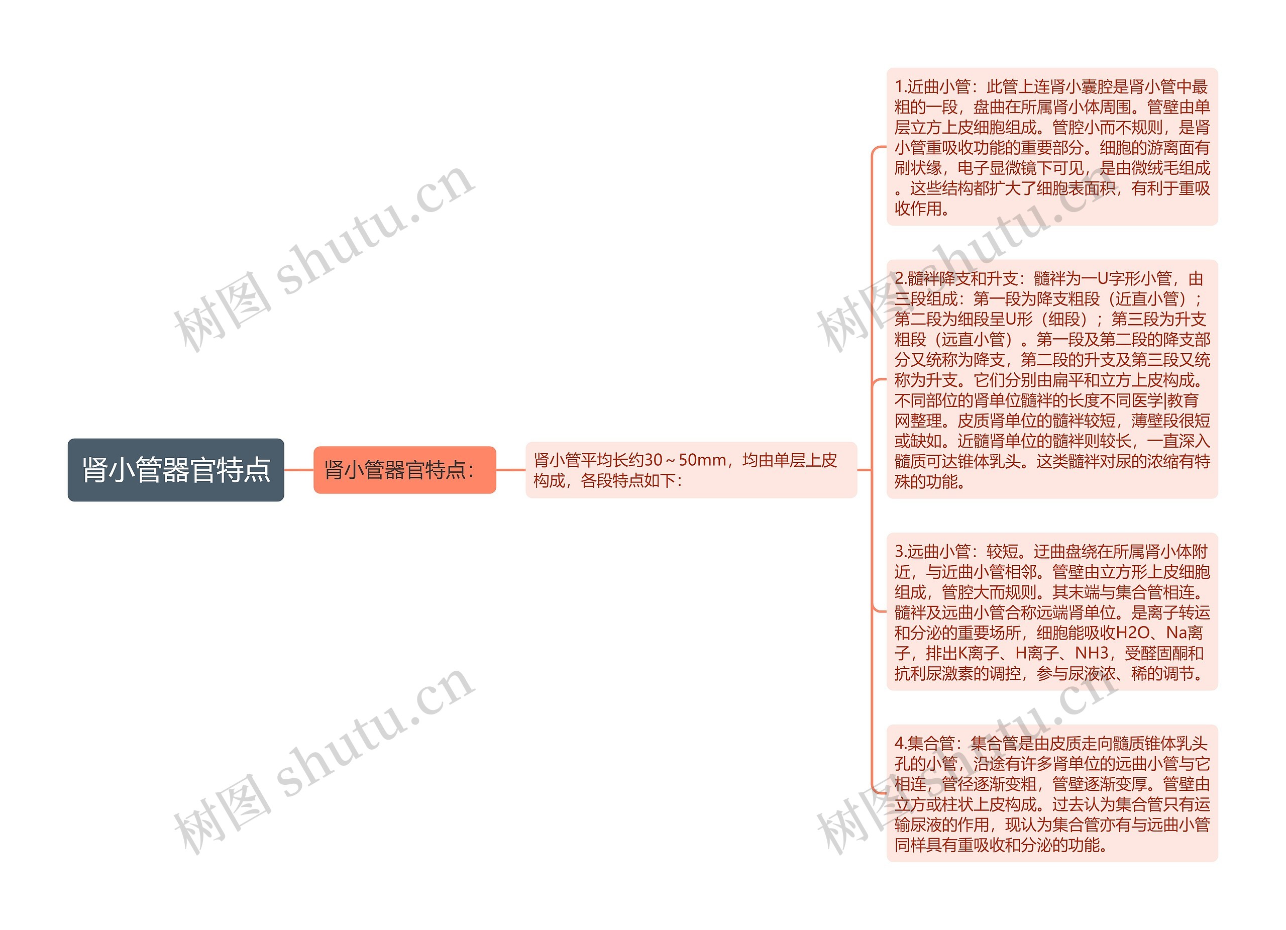 肾小管器官特点
