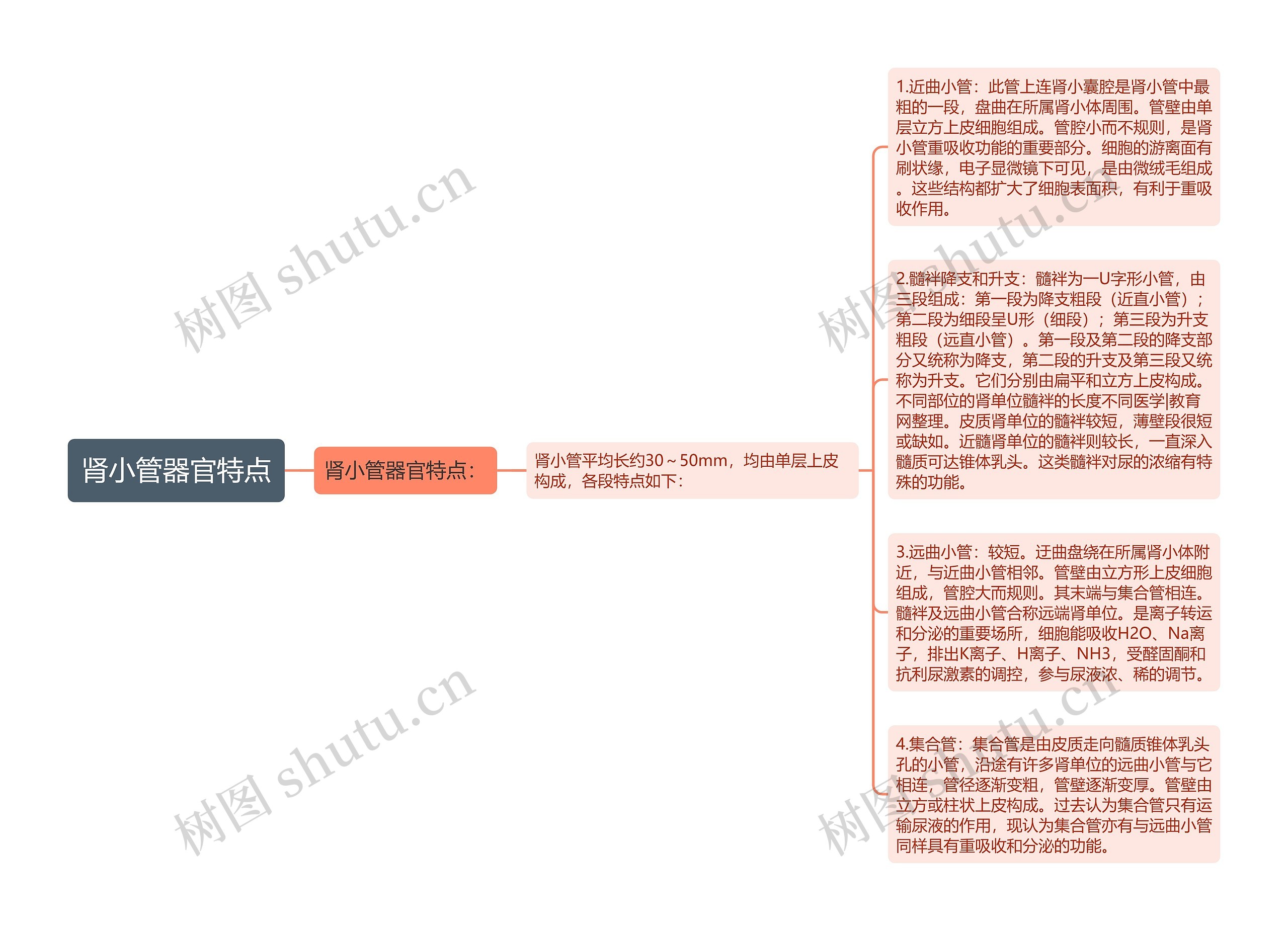 肾小管器官特点思维导图