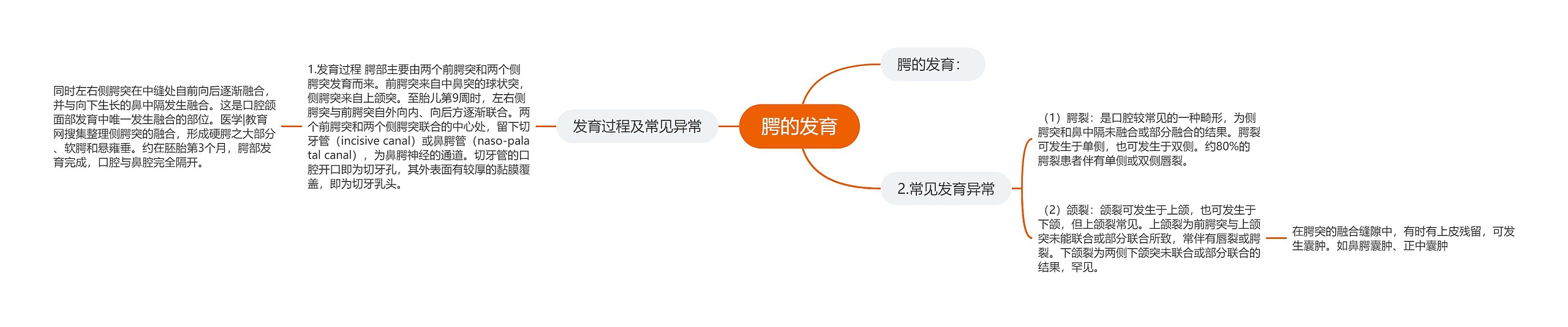 腭的发育 腭的发育