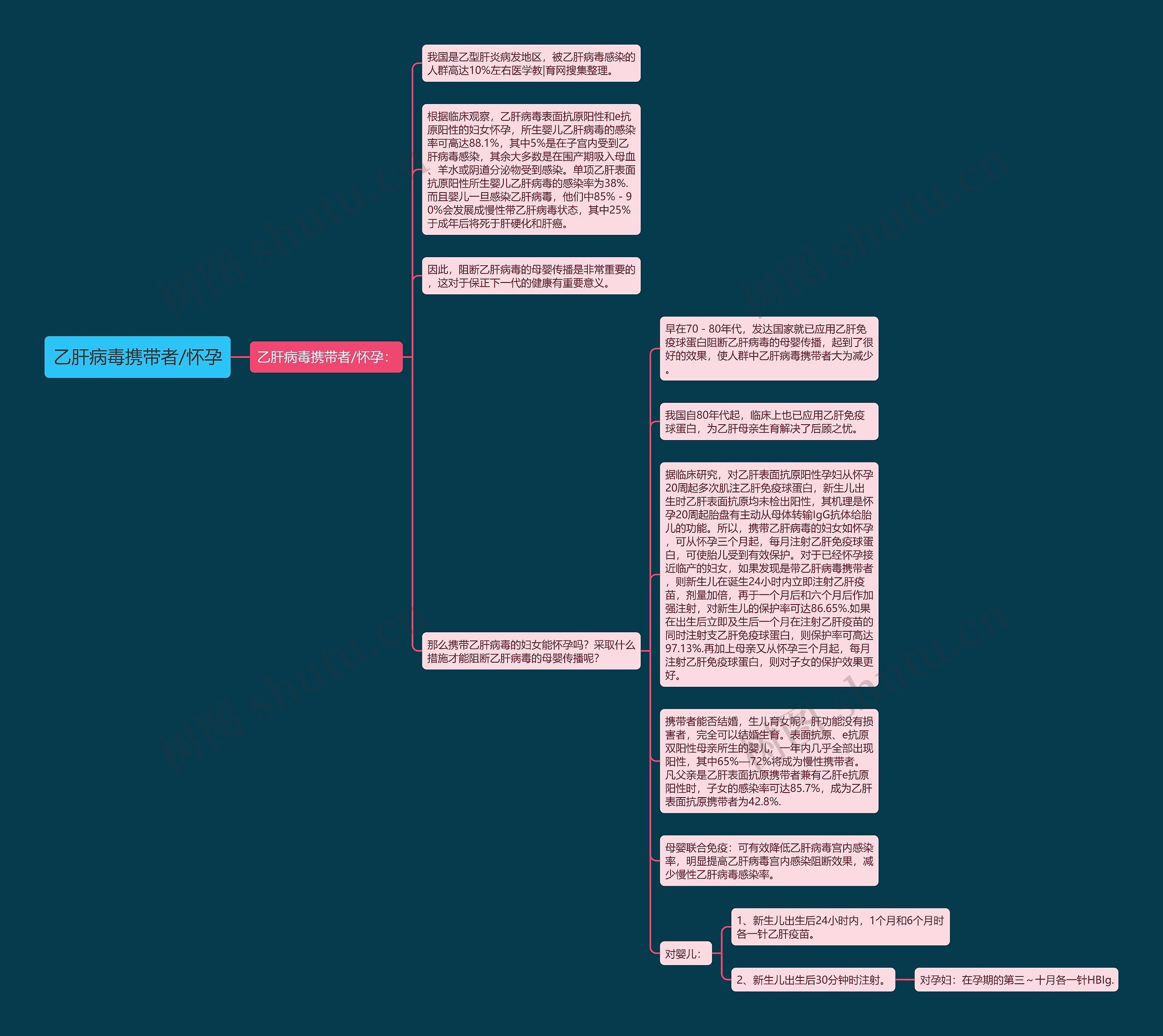 乙肝病毒携带者/怀孕思维导图