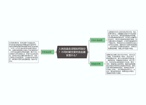 人体的造血过程如何划分？不同时期主要的造血器官是什么？