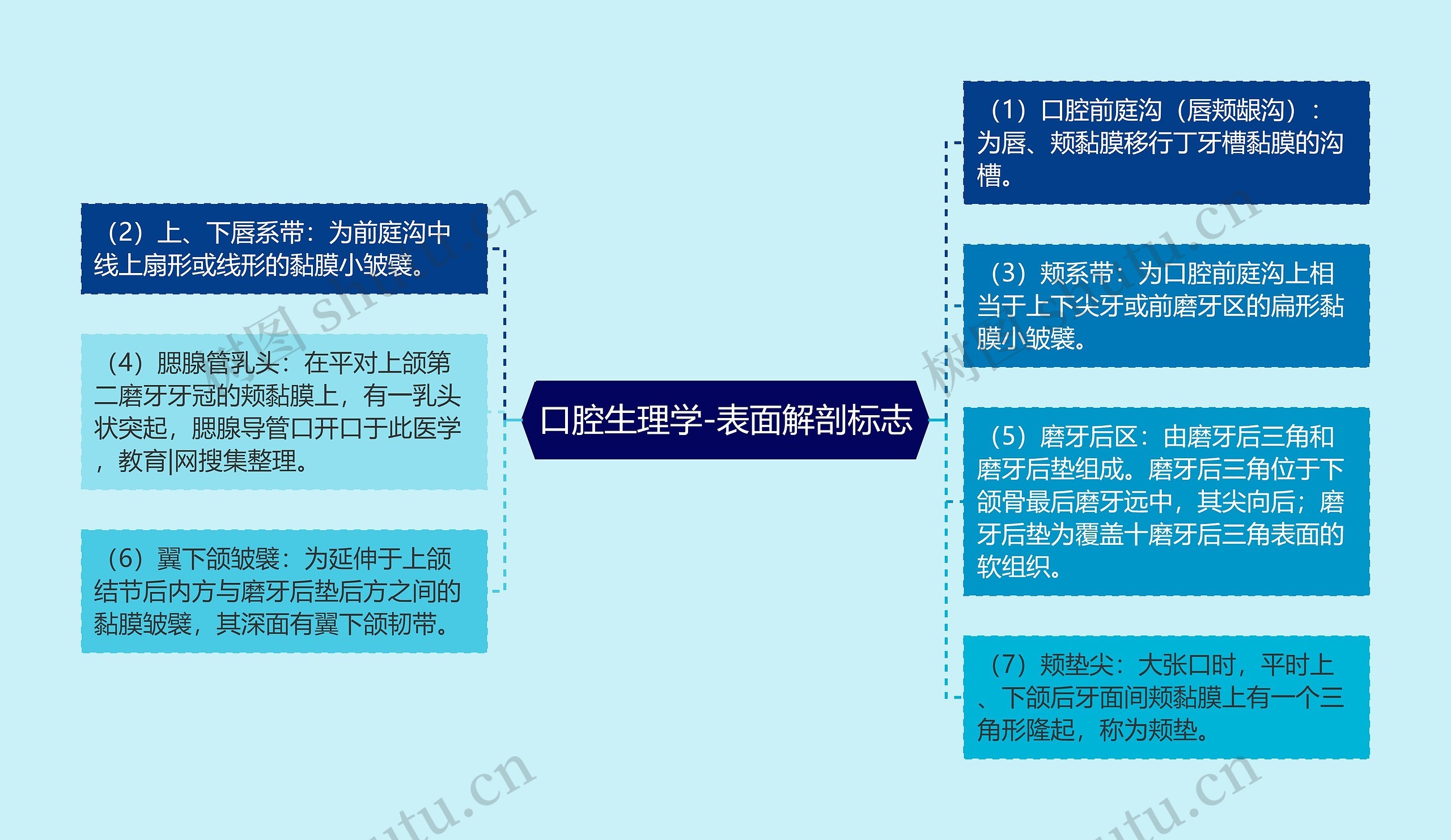 口腔生理学-表面解剖标志