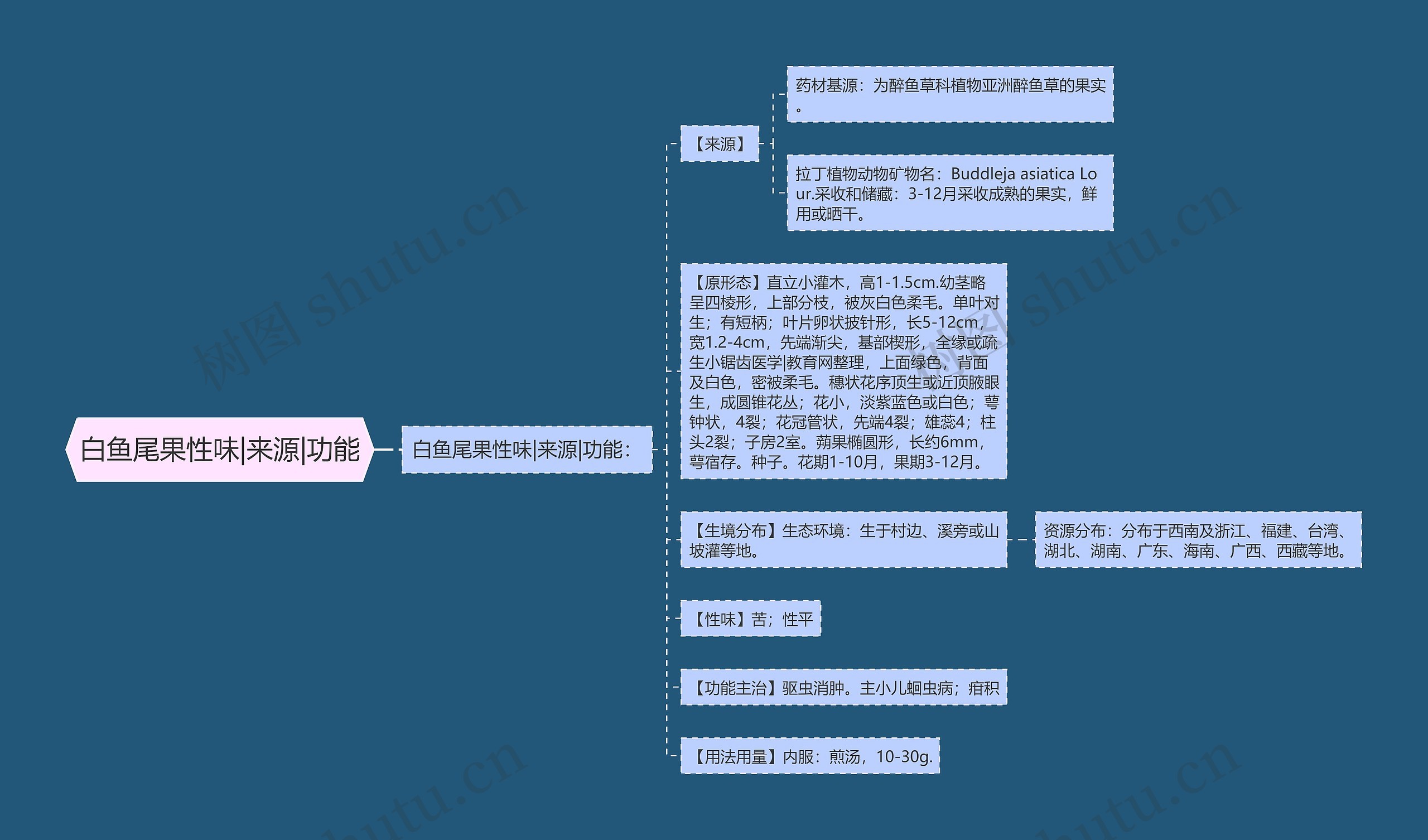 白鱼尾果性味|来源|功能