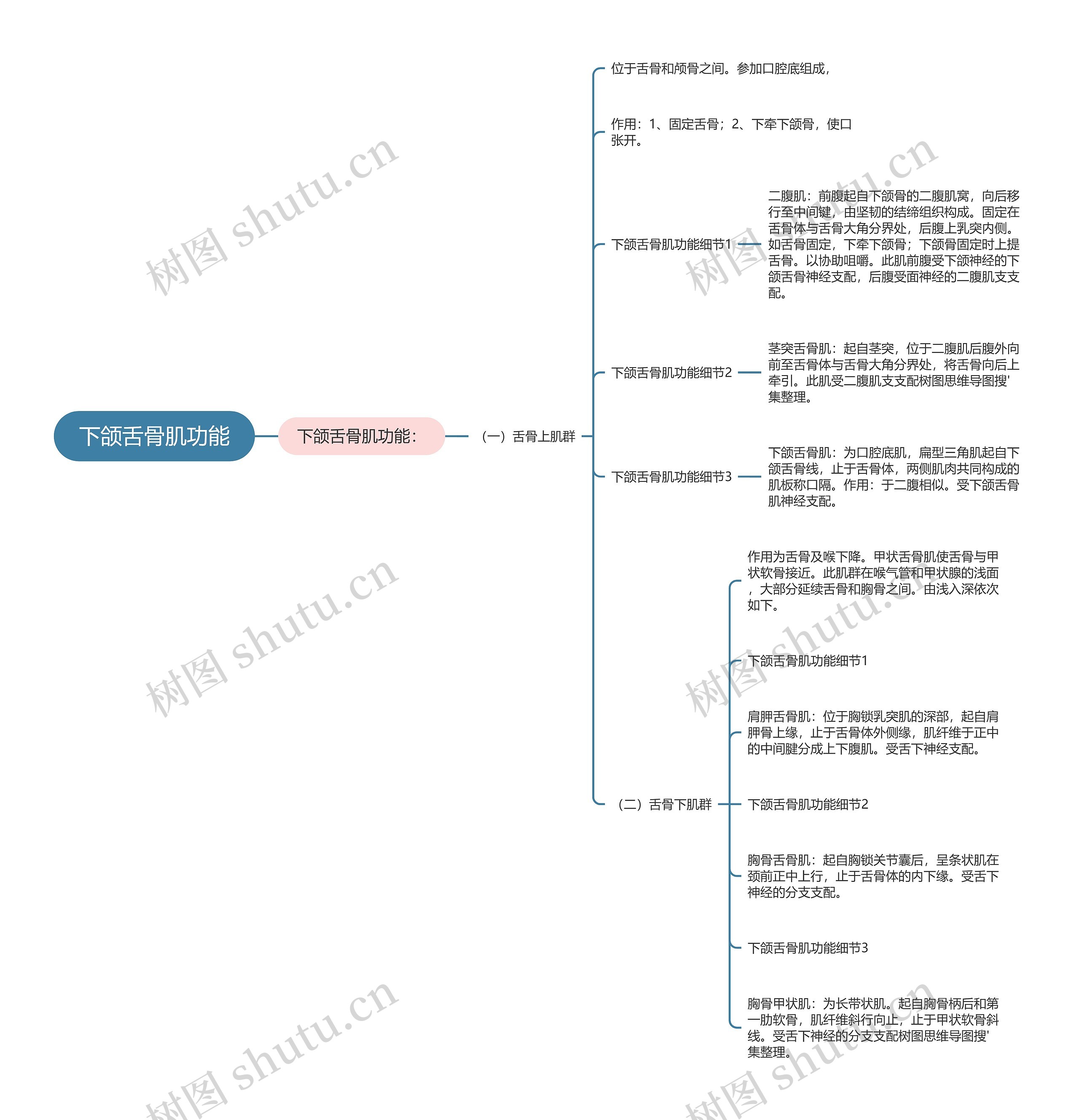 下颌舌骨肌功能思维导图