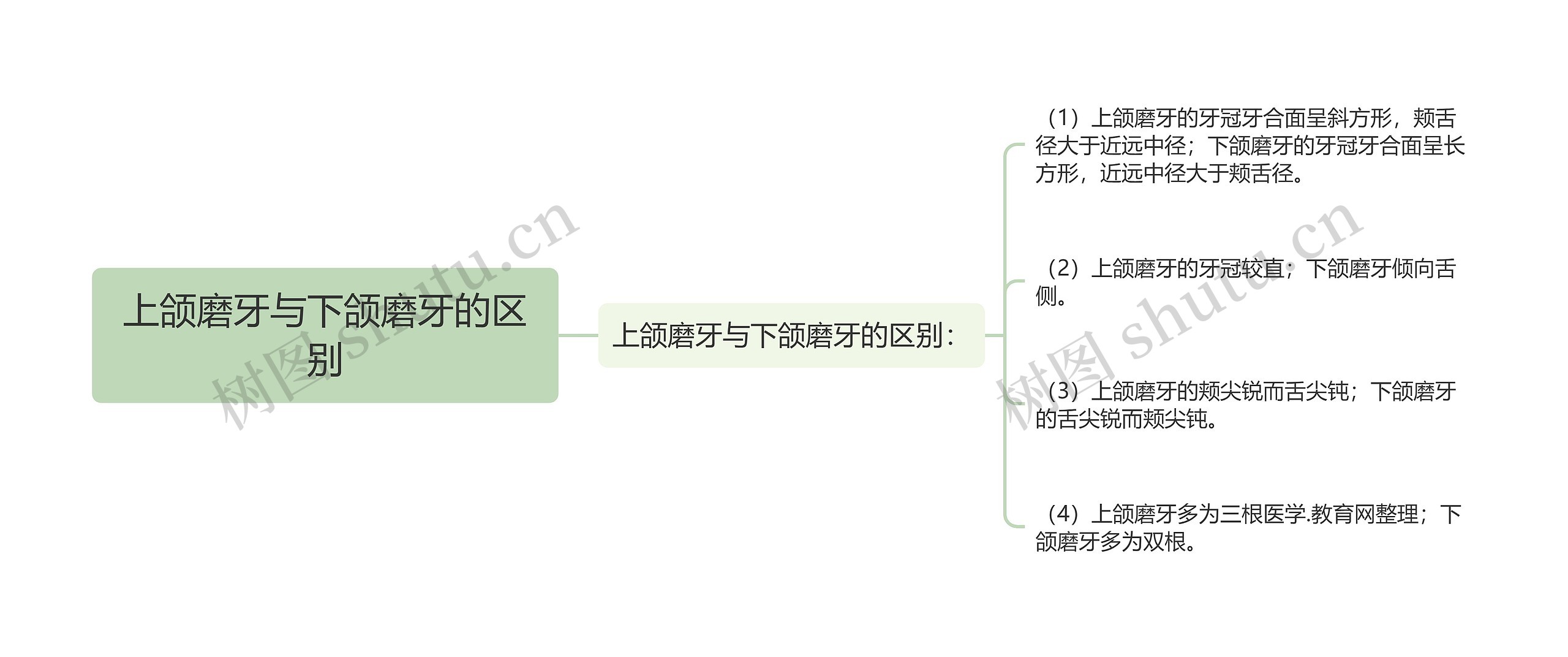 上颌磨牙与下颌磨牙的区别思维导图