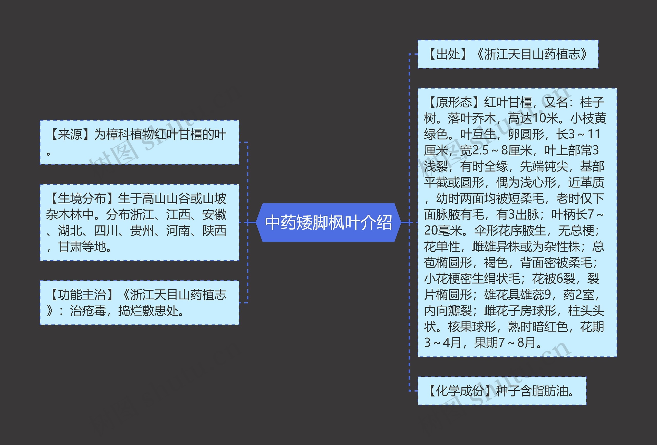 中药矮脚枫叶介绍