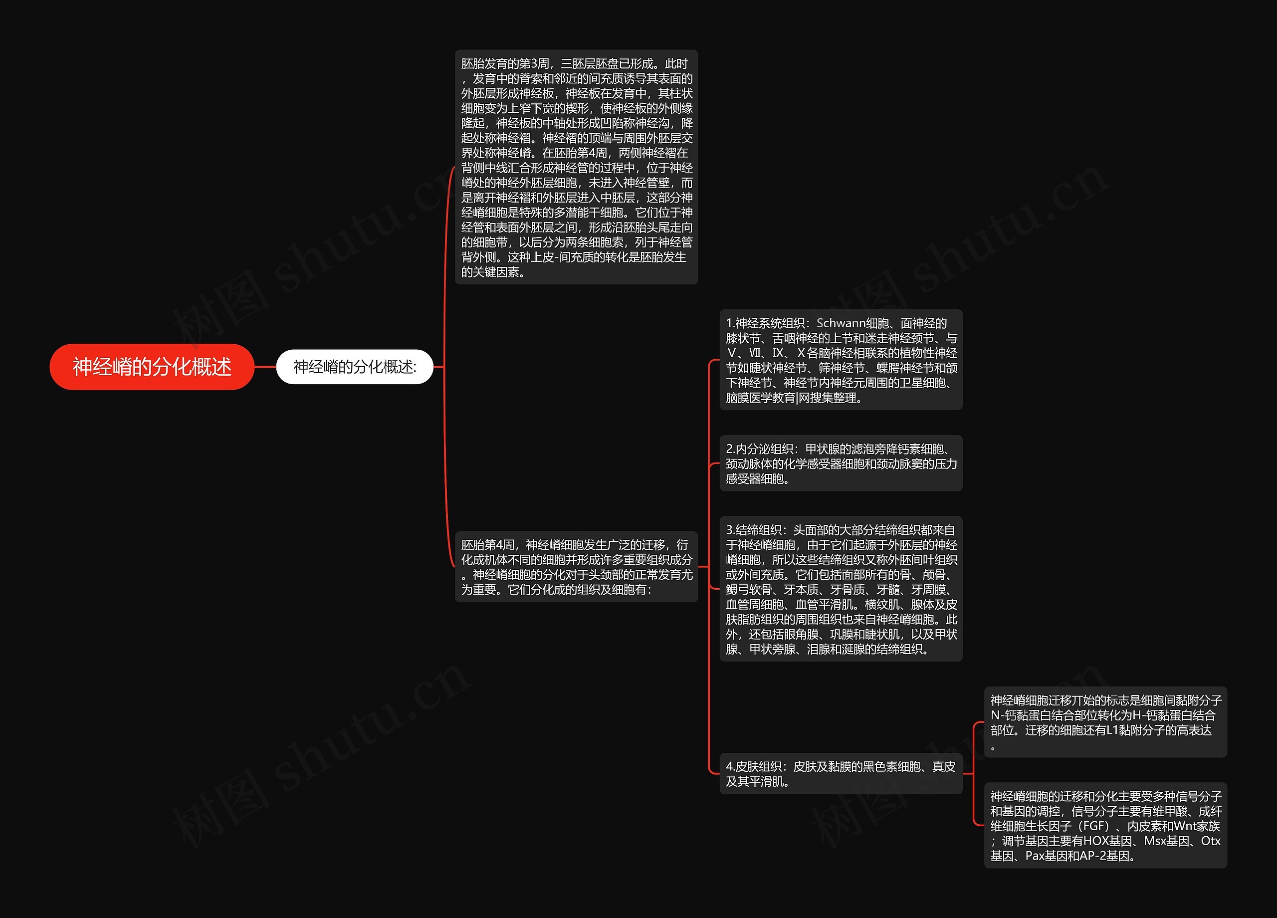 神经嵴的分化概述 神经嵴的分化概述