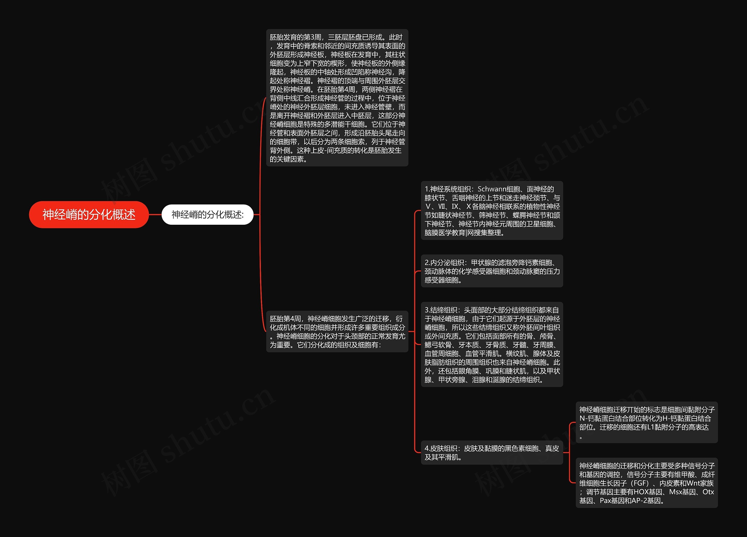 神经嵴的分化概述思维导图