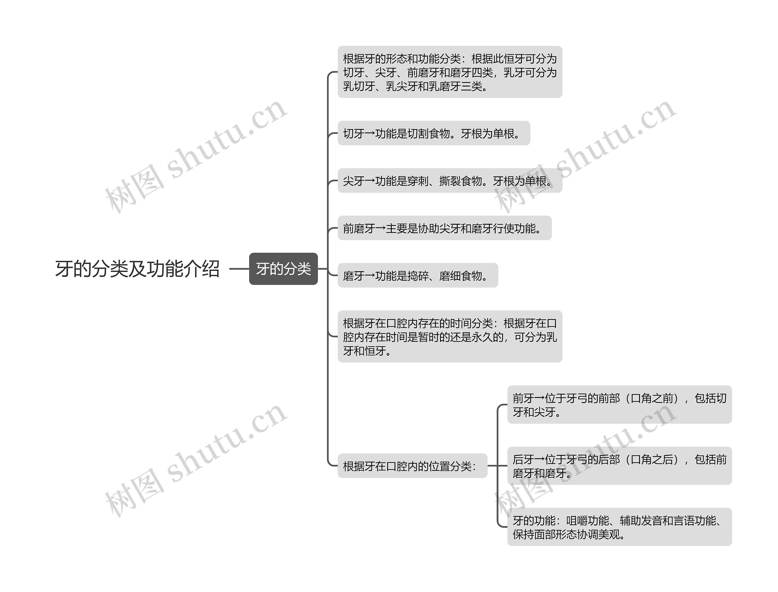 牙的分类及功能介绍