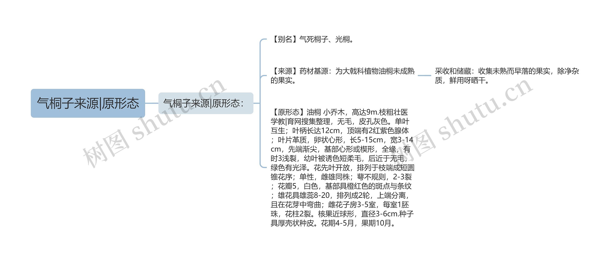 气桐子来源|原形态 气桐子来源|原形态
