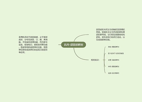 肌肉-颌面部解剖