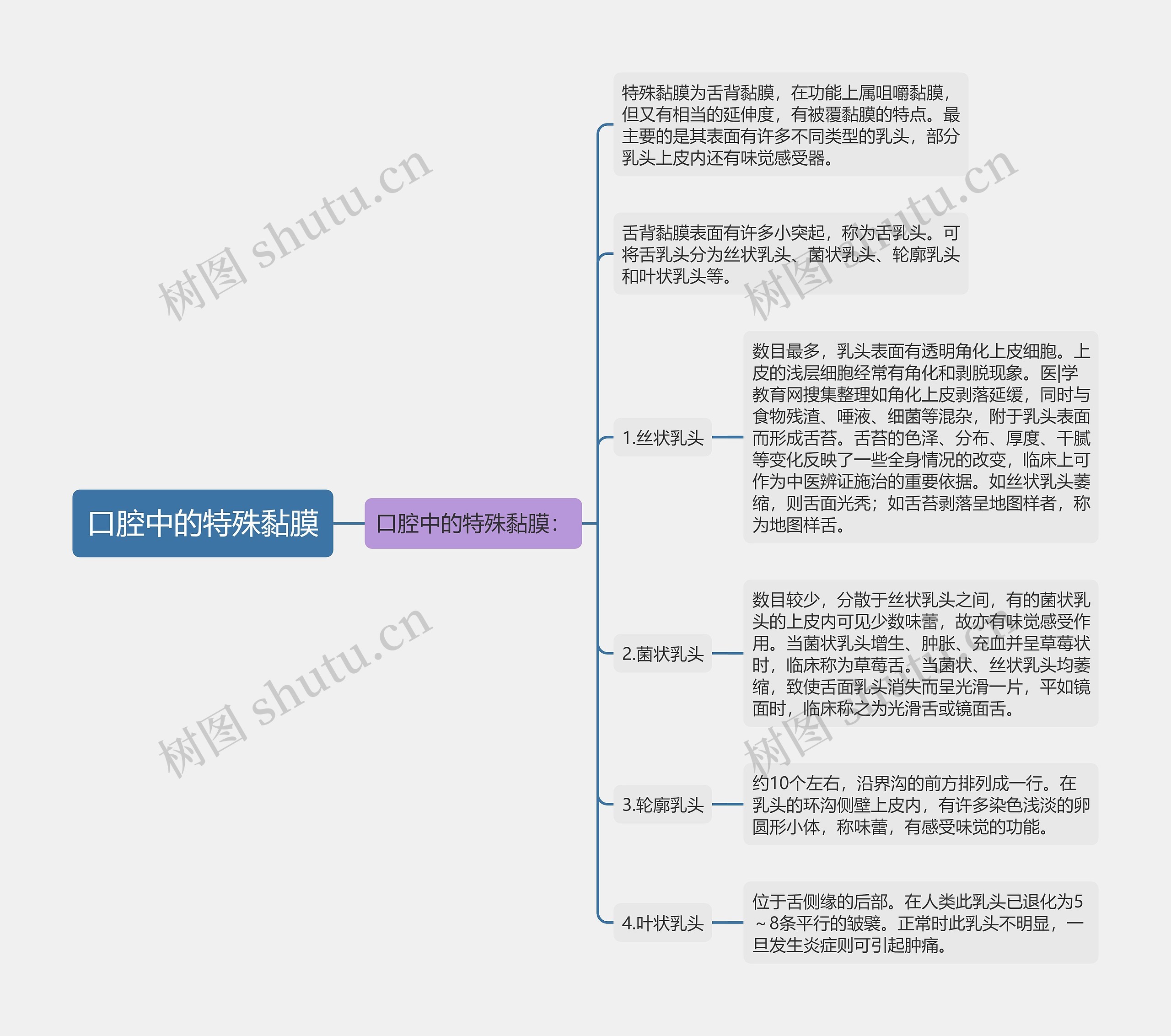 口腔中的特殊黏膜思维导图