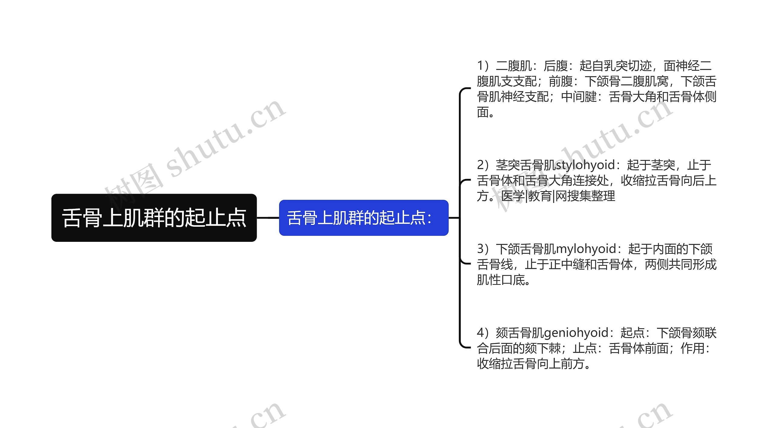 舌骨上肌群的起止点思维导图