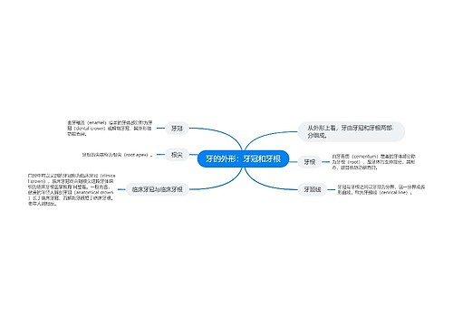 牙的外形：牙冠和牙根