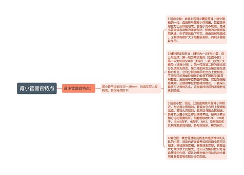 肾小管器官特点