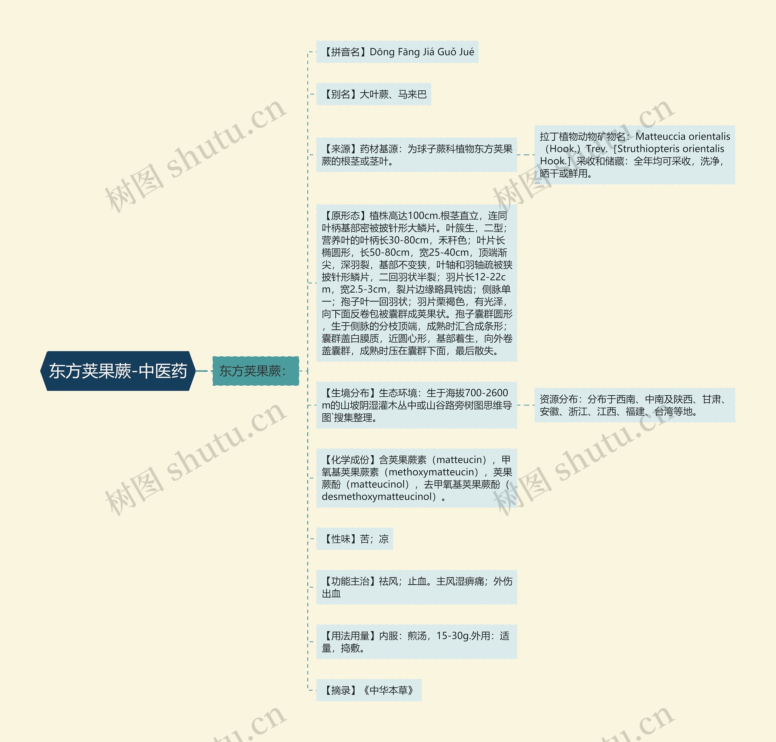 东方荚果蕨-中医药思维导图