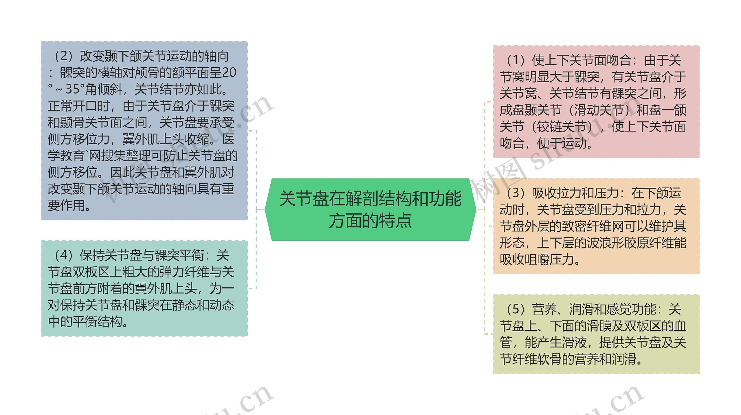 关节盘在解剖结构和功能方面的特点