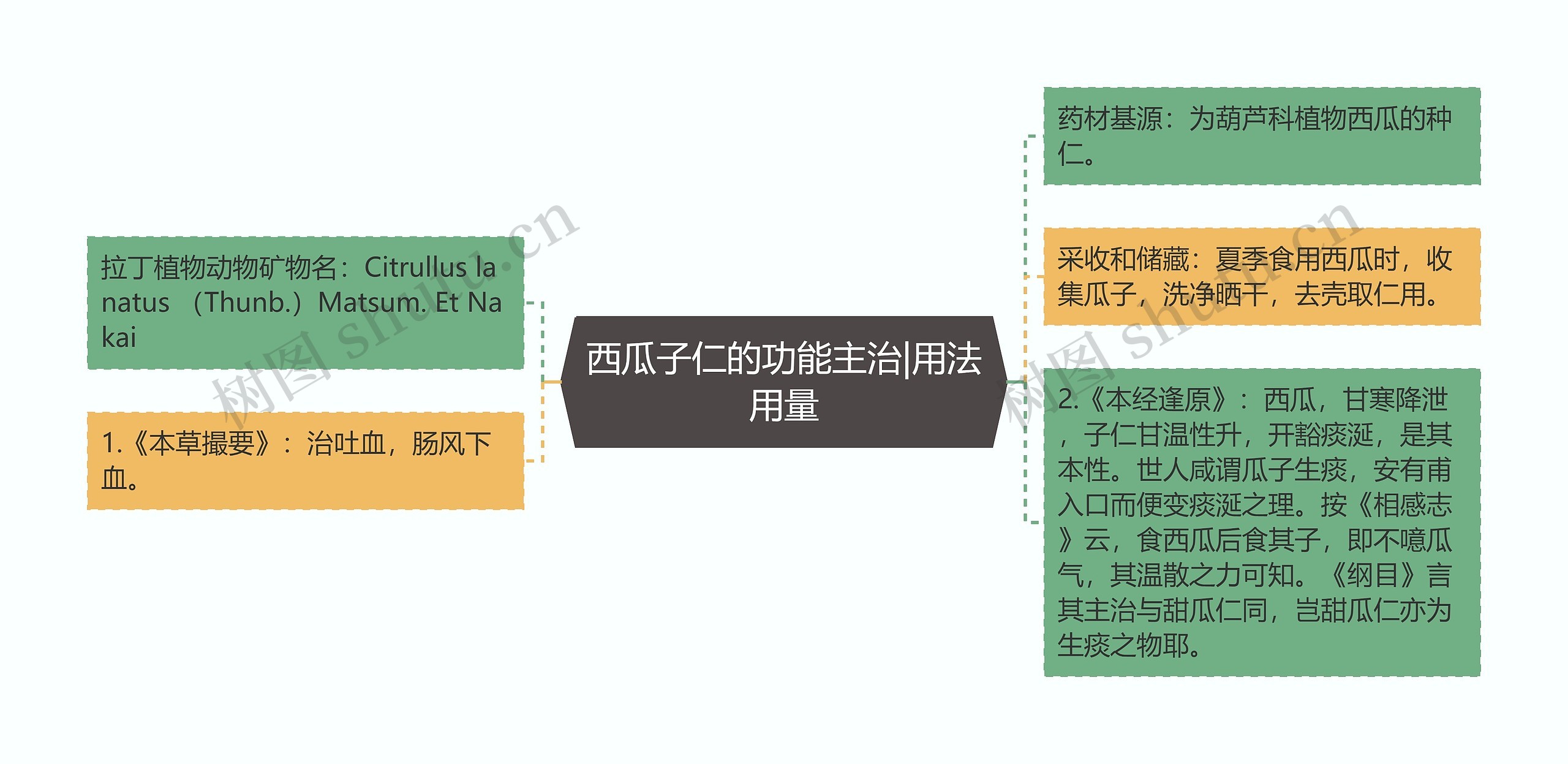 西瓜子仁的功能主治|用法用量