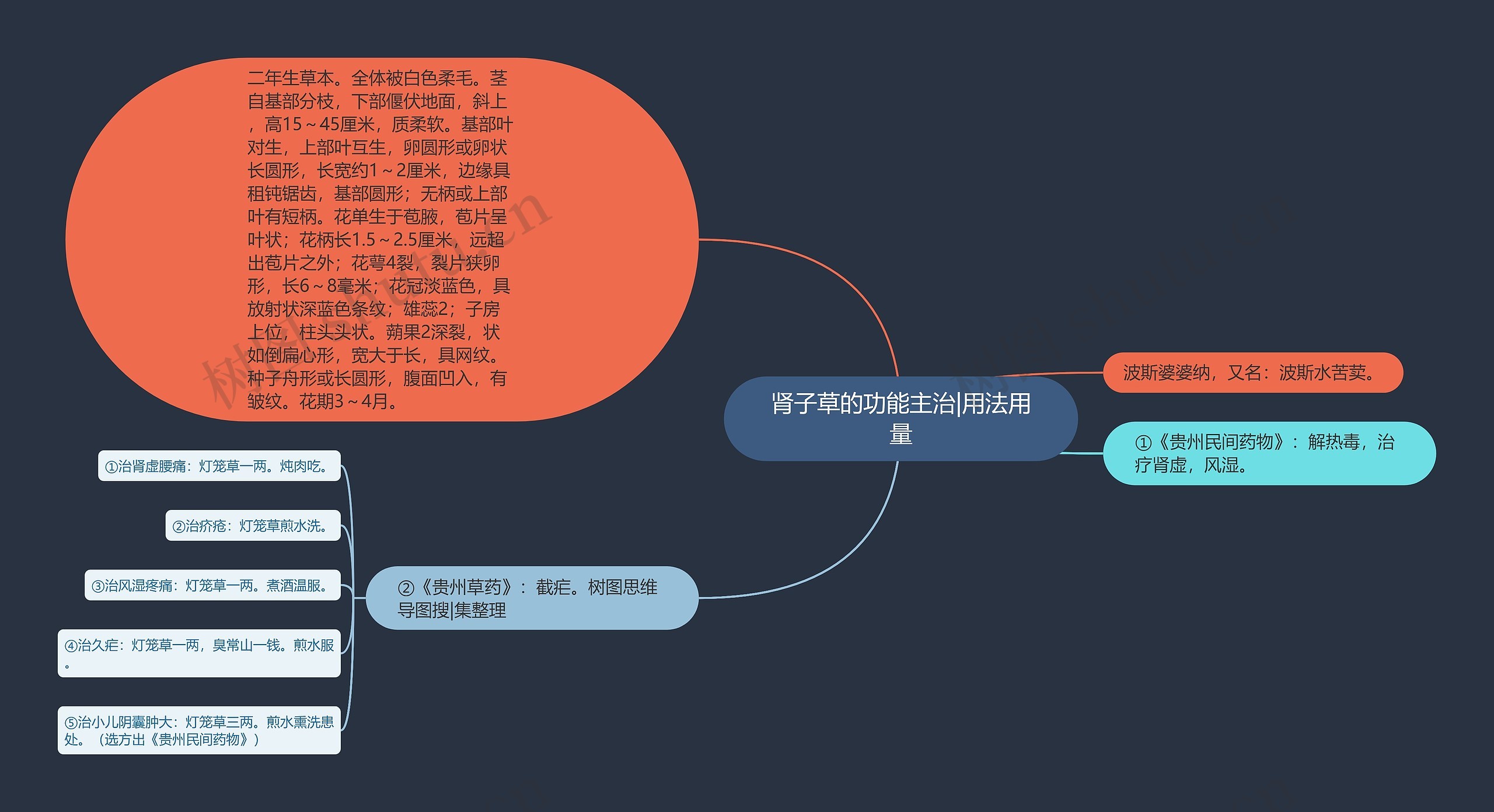 肾子草的功能主治|用法用量思维导图